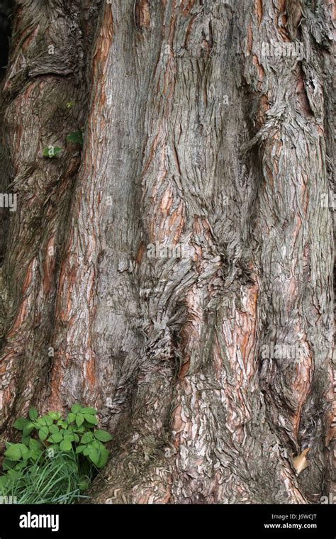 Redwood Tree Trunk Flora Botany Bark Conifer Plant Chinese Fossil