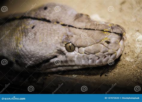 Python One of the Largest Snakes in the World Stock Image - Image of ...