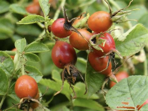 Vroege Vogels Foto Planten Bottels