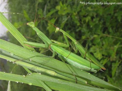 Praying Mantis Mating | Nature, Cultural, and Travel Photography Blog