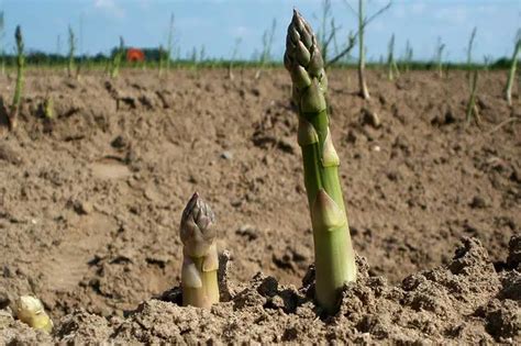 Grüner Spargel Anbau säen pflanzen und ernten WirEssenGesund