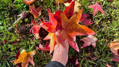 ช่วงฤดูสวยงาม เก็บใบเมเปิ้ล🍁อากาศดี มีแสงแดด สายลมพัดพริ้วใบไม้ร่วงหล่น ...