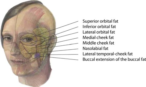 Figure 7 From Filler Placement And The Fat Compartments Semantic Scholar