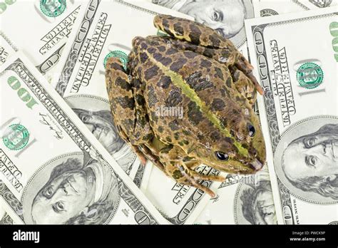 Feng Shui Money Frog Hi Res Stock Photography And Images Alamy