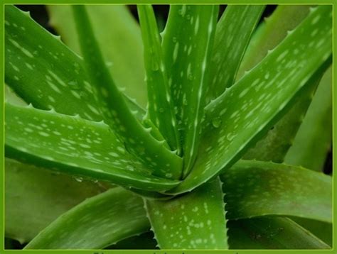 Aloe Vera Barbadensis Miller Medicinal Natural Healing Plant Etsy