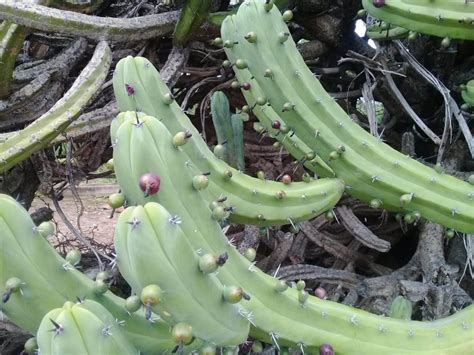 Seis Tipos De Tunas Desde La Blanca Hasta El Garambullo