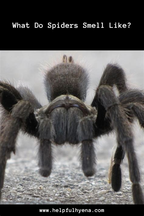 Do Spiders Hate The Smell Of Vanilla At Jacquelyn Mejias Blog