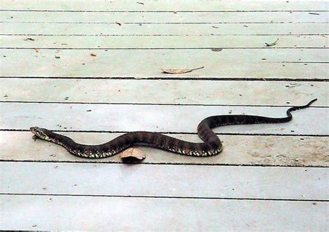 Florida Banded Water Snakes Highlands News Sun