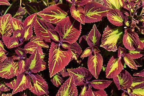 Rostliny Coleus Milovat Romantika Fotografie Zdarma Na Pixabay Pixabay