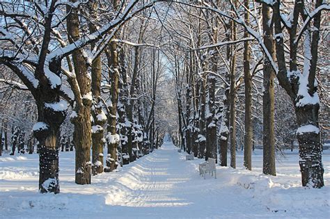 Зимний Парк Фото Картинки фотографии