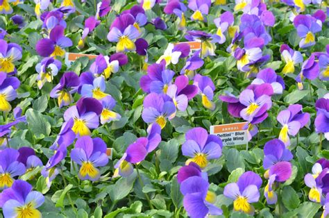 606 Viola Deltini Blue Purple Wing Quality Greenhouses Perennial