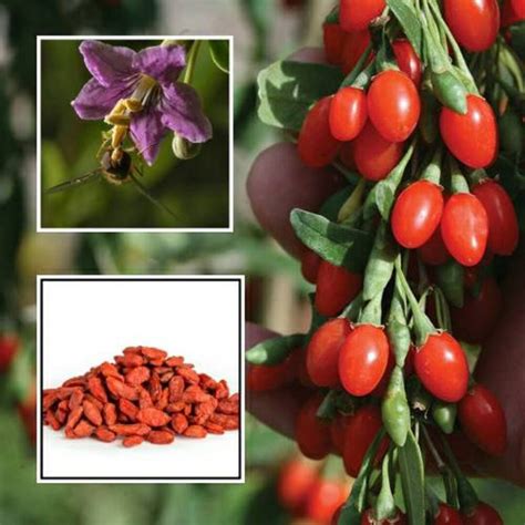 Goji Berry Seeds Lycium Barbarum Himalayan Wolfberry Chinese Matrimony