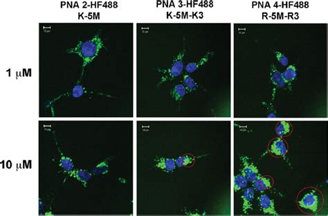 Concentration Dependent Uptake Of Pna Sequences And Lysosomal Escape