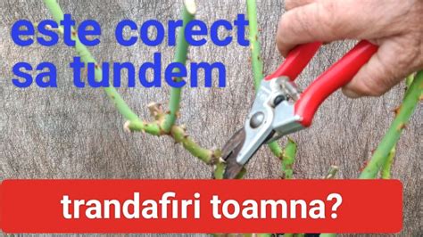 Cum se tund tufele de trandafiri toamna Pas cu Pas pentru Grădinări