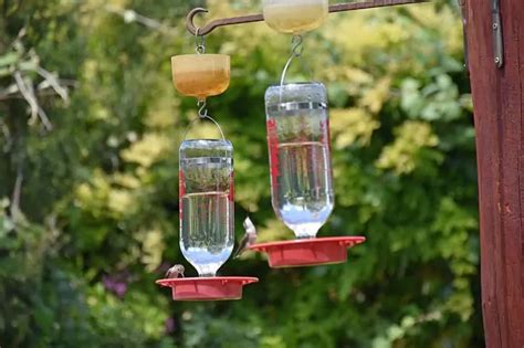 Where To Hang A Hummingbird Feeder 4 Simple Ideas Bird Feeder Hub