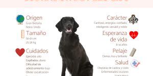 Comparaci N Golden Retriever Vs Labrador Diferencias Y Similitudes De