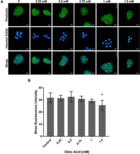 Frontiers Effects Of Lipid Deposition On Viscoelastic Response In