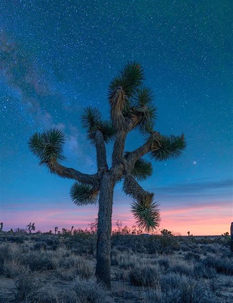 Somerset House - Images. MILKY WAY AT JOSHUA TREE NATIONAL PARK