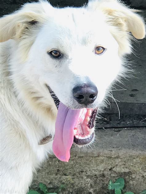 Blanco Dolcissimo Giovane Simil Maremmano In Adozione Cane A