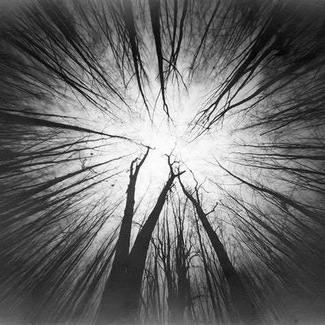 Scary Forest by Leszek Wyrzykowski, Photography, Pinhole | Old trees ...