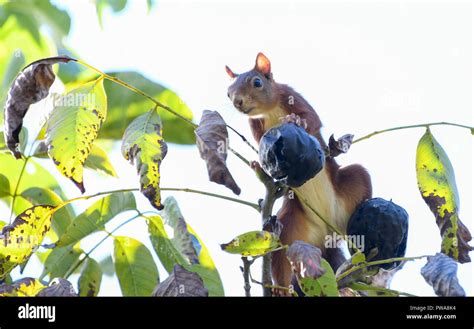 Red squirrel eating nuts in a walnut Stock Photo - Alamy