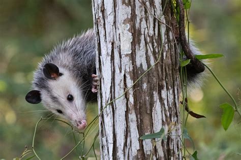 How Opossums Can Help Get Rid of Ticks on Your Property | Get rid of ...