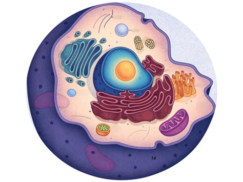 Organelles Diagram | Quizlet