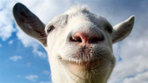 [100+] Funny Goat Pictures | Wallpapers.com