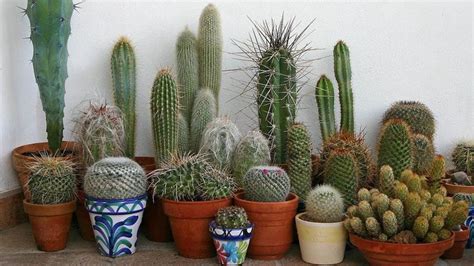 Estas Son Las Plantas Que Atraen La Mala Suerte Y No Deber As Tener