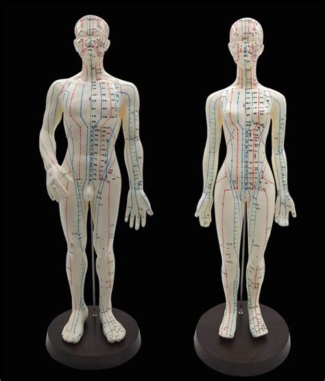 Amazon Human Acupoint Model Female Male Acupuncture Model