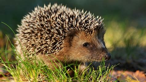 Der Igel Ist Das Tier Des Jahres 2024 NDR De Ratgeber Garten