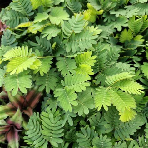 Mimosa Pudica Sensitive Plant Farmyard Nurseries