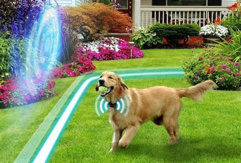 Wireless Dog Fence: How to use the wireless dog fence for big dogs?