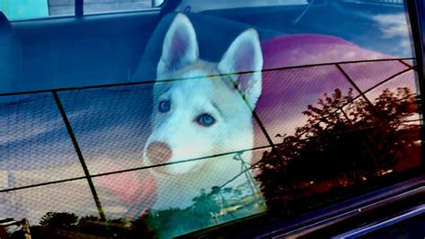 Quer Ter Um Filhote De Husky Siberiano E Fazer Parte Da Fatilha HS