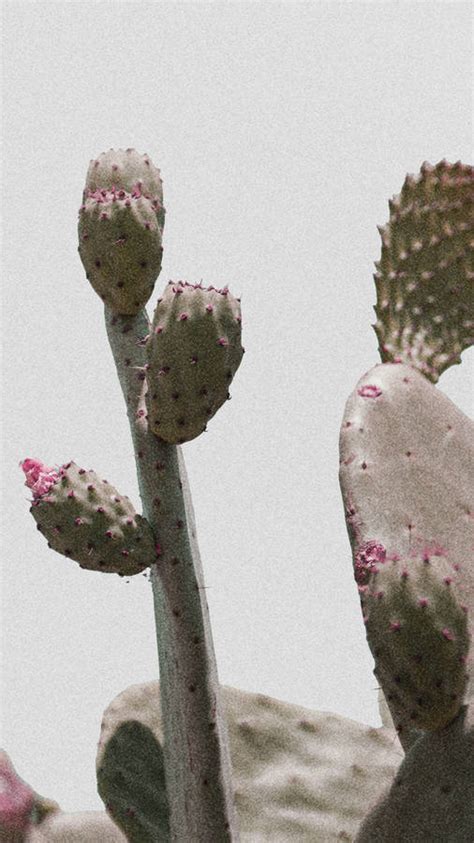 200 Desert Background