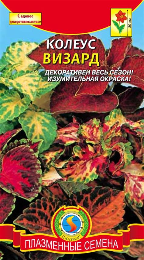 Колеус ВИЗАРД - Плазменные семена