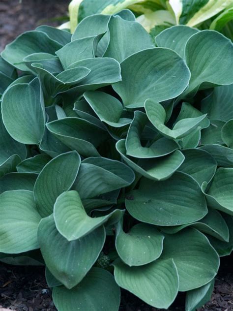 Hosta Blue Mouse Ears Bluestone Perennials