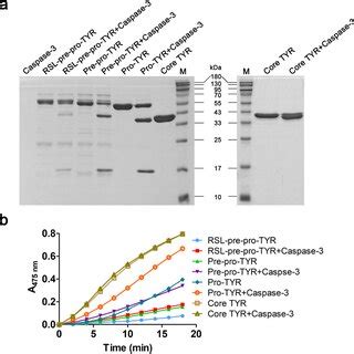 Zymogen activation assay for the activity of caspase-3. a The... | Download Scientific Diagram