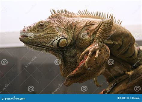 Iguana Face Stock Image Image Of Animal Muzzle Portrait 5860163