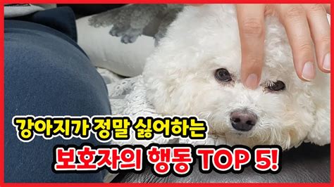 강아지가 정말 싫어하는 주인의 행동 Top 5│반려견의 마음을 아프게 하고 짓밟는 주인의 나쁜 행동 5가지 【강아지가 싫어하는 주인의 행동│주인은만 몰랐던 나쁜 행동