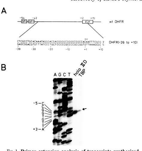 Figure From Role Of Core Promoter Structure In Assembly Of The Rna