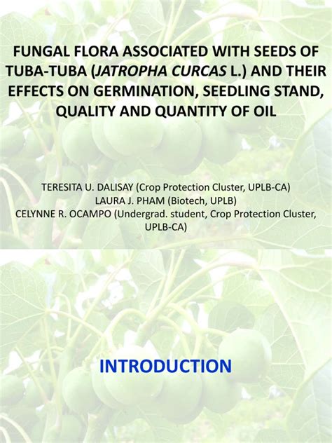 Fungal Flora Associated With Seeds Of Tuba Tuba Jatropha Curcas L