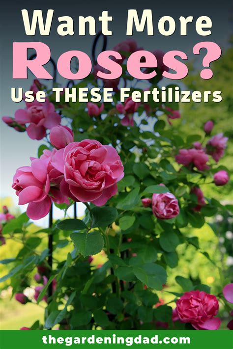 Best Fertilizer For Roses In Containers At Cynthia Sand Blog