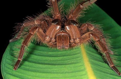 Goliath Bird-eating Spider Photograph by Simon D. Pollard - Pixels