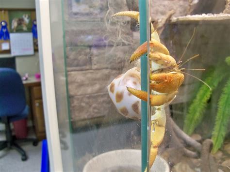 Land Hermit Crabs Katharines Crawling Creatures