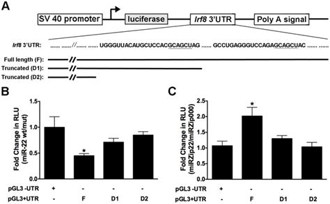 A Schematic Diagram Of The PGL3 Luciferase Reporter Constructs