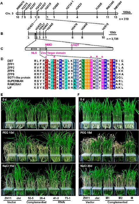 Map Based Cloning Of Dst And Complementation Test A The Dst Locus