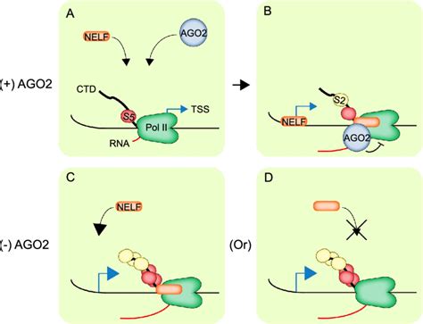 A Model For Ago2 Recruitment And Attenuation Of Active Transcription