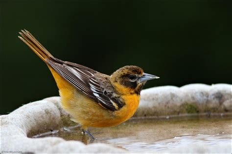 Female-Baltimore-Oriole - The Backyard Naturalist