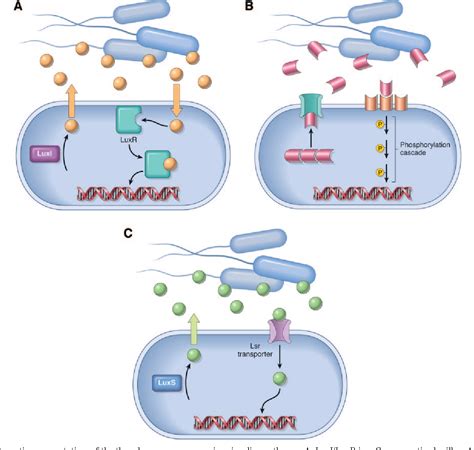 Figure 2 From Bacterial Communication Quorum Sensing Via Ligands